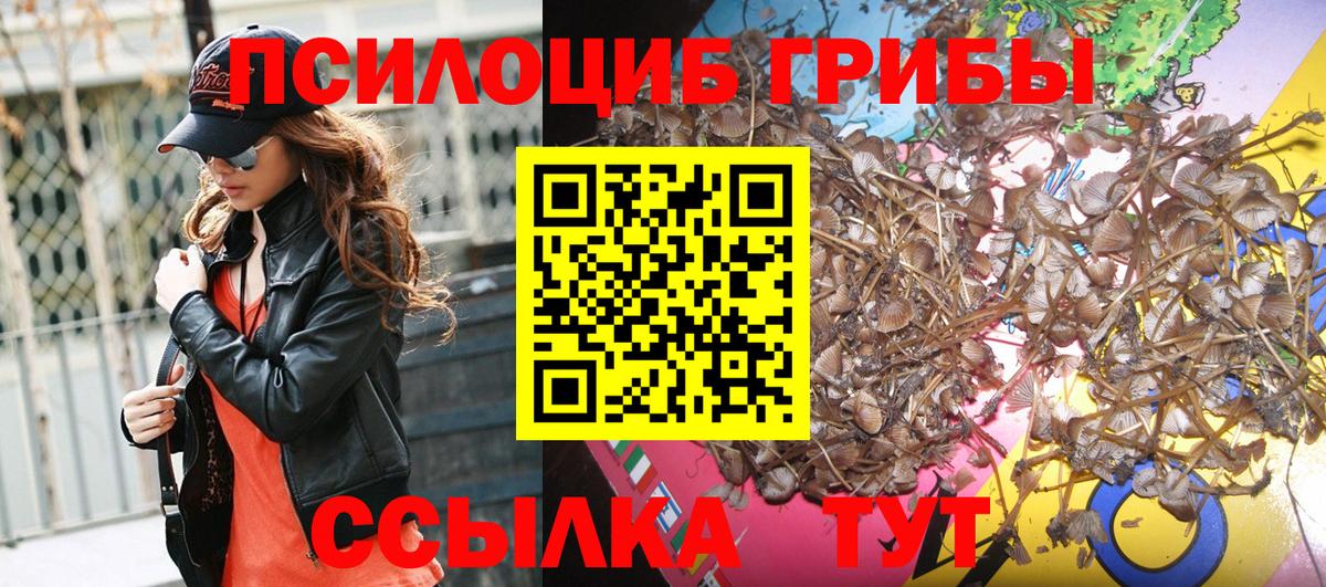 Галлюциногенные грибы Psilocybine cubensis Кандалакша